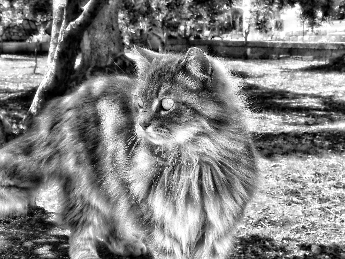 La Cummersa Del Gatto Locorotondo Bagian luar foto